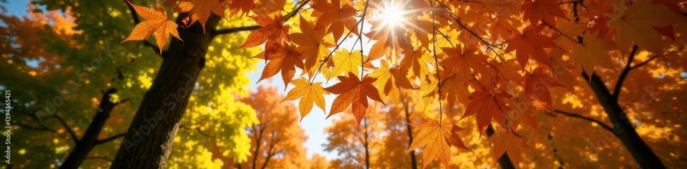 Dense maple foliage viewed from below, sunlight dappling leaves , outdoor, bottom view Dense maple foliage viewed from below, sunlight dappling leaves , outdoor, bottom view