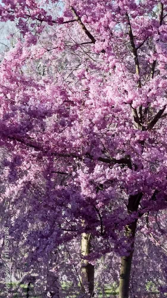 Beautiful view of a blooming Sakura tree, branches sway in the wind, pink flowers, blooming season, vertical video natural background. Beautiful view of a blooming Sakura tree, branches sway in the wind, pink flowers, blooming season, vertical video natural background.