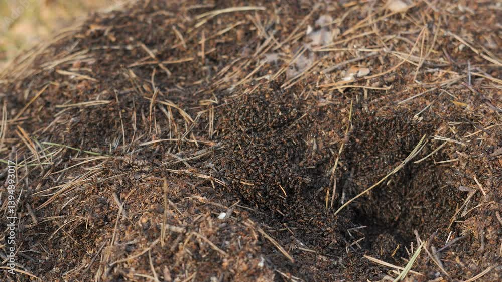 Close-Up of Active Anthill in Forest with Crawling Ants, Swarming forest ants moving on top of a large anthill built from pine needles and soil Close-Up of Active Anthill in Forest with Crawling Ants, Swarming forest ants moving on top of a large anthill built from pine needles and soil