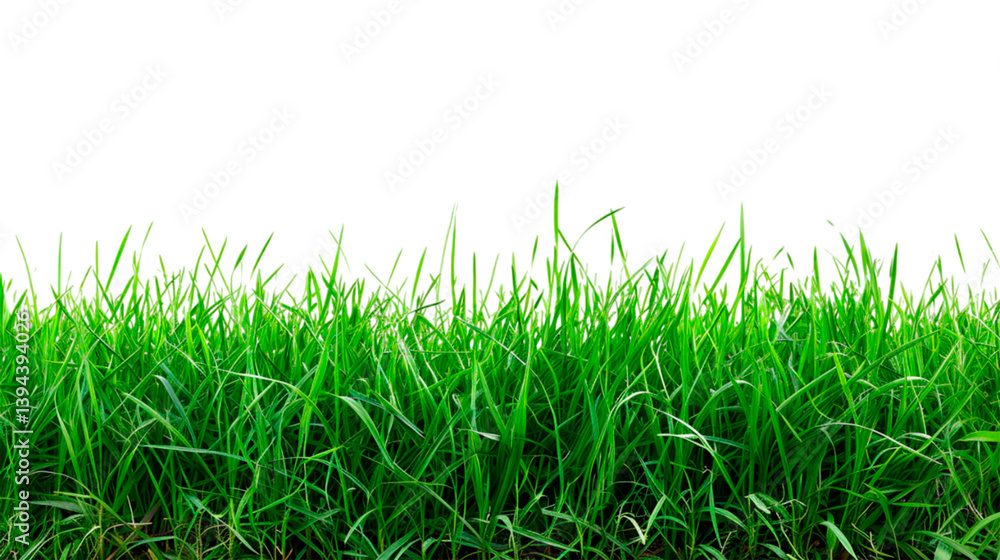 Obraz premium Green grass border, on a transparent background. The horizon of the green lawn. 