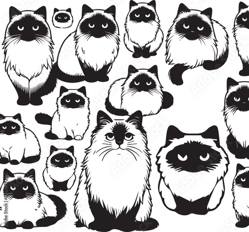 Black and White Ragdoll Cat Vector	