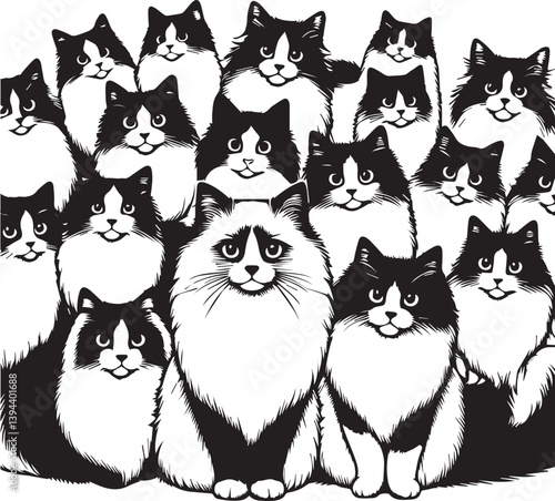 Black and White Ragdoll Cat Vector	