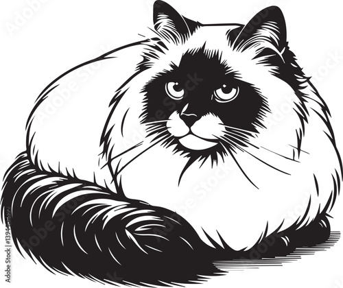 Black and White Ragdoll Cat Vector	