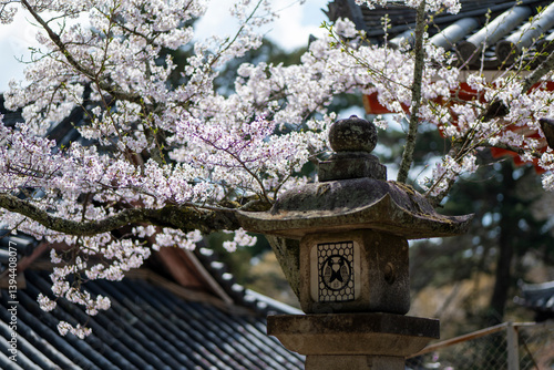 A Taste of Nara - Nara Park with Sakura