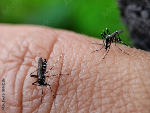 Two Asian tiger mosquitoes sucking blood on human skin