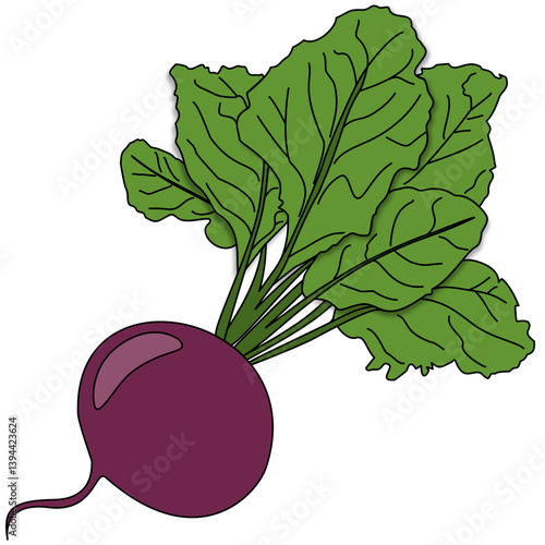 Illustration of a fresh, whole red beet with its vibrant green leaves and stem. Perfect for food, agriculture, and healthy eating themes