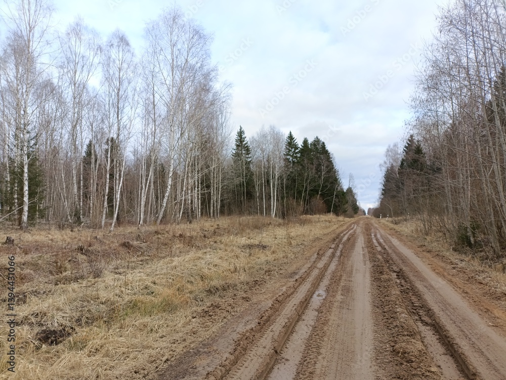 Road in forest in Siauliai county during cloudy spring day. Oak and birch tree woodland. Cloudy day with white clouds in sky. Bushes are growing in woods. Sandy road. Nature. Spring season. Miskas. Road in forest in Siauliai county during cloudy spring day. Oak and birch tree woodland. Cloudy day with white clouds in sky. Bushes are growing in woods. Sandy road. Nature. Spring season. Miskas.