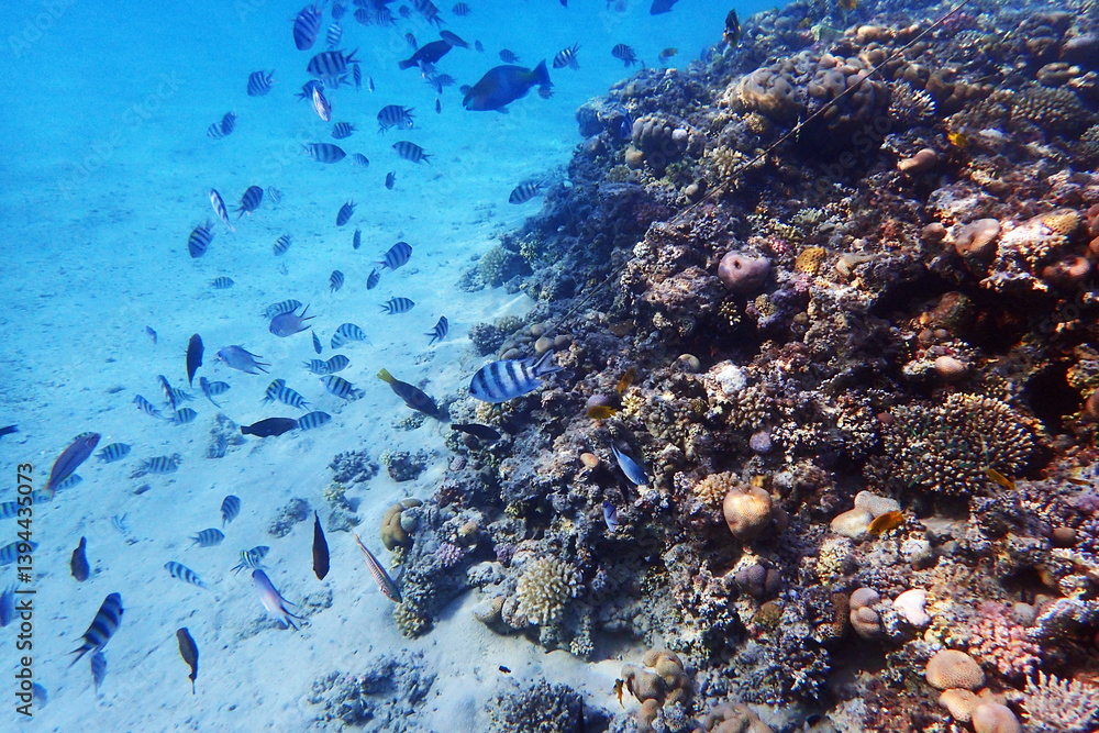 Obraz premium coral reef in Egypt, Makadi Bay
