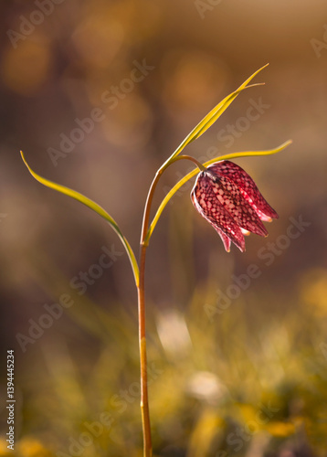 Obraz na płótnie Wiosenne kwiaty - Szachownica kostkowata ( Fritillaria meleagris ). Tapeta, dekoracja. Wiosna 2025 w salonie