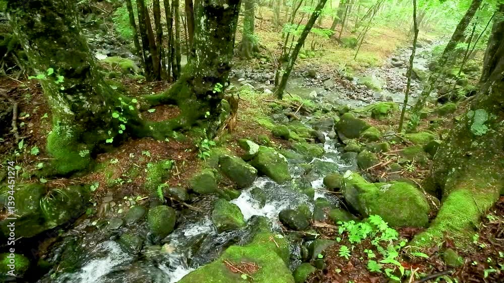 梅雨時の森の中を白い飛沫を上げて流れる渓流 梅雨時の森の中を白い飛沫を上げて流れる渓流