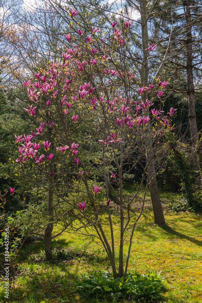 Naklejka premium Magnolia Susan in spring garden. Beautiful large pink flowers opened on branches of profusely blooming Magnolia Susan (Magnolia liliiflora x Magnolia stellata). Blurred background. Selective focus.
