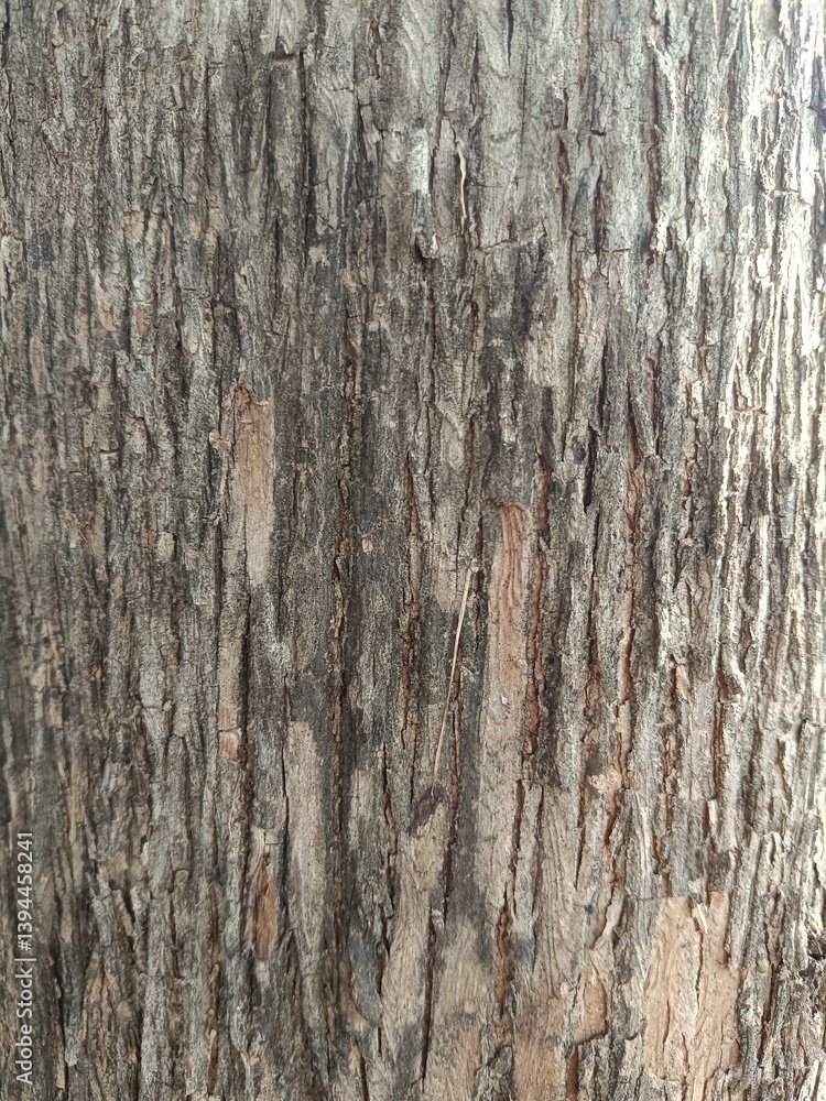 Obraz premium bark of a tree