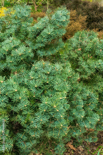 Abies concolor shrub with green needles 'Compacta' variety, slow-growing, dwarf evergreen conifer, popular in small gardens
