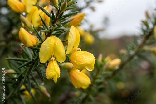 Gorse flower close up with raindrops on petals, yellow blooms on a green bush