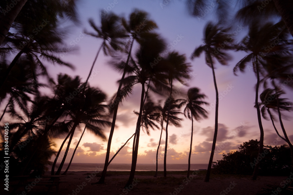 Palm trees silhouette at sunrise in the Caribbean, Martinique Palm trees silhouette at sunrise in the Caribbean, Martinique