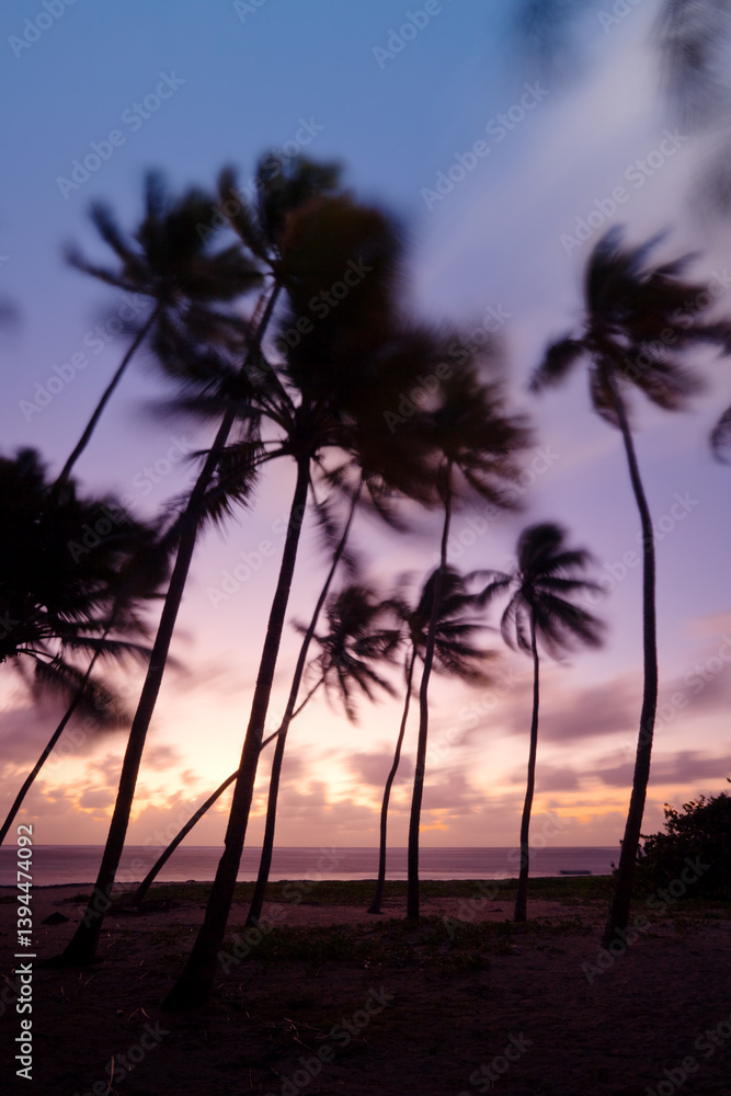 Palm trees silhouette at sunrise in the Caribbean, Martinique Palm trees silhouette at sunrise in the Caribbean, Martinique