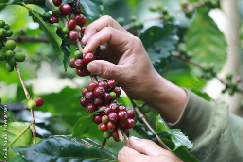 organic arabica coffee beans agriculturist in farm.harvesting Robusta and arabica coffee berries by agriculturist hands,Worker Harvest arabica coffee berries on its branch, harvest concept.	
