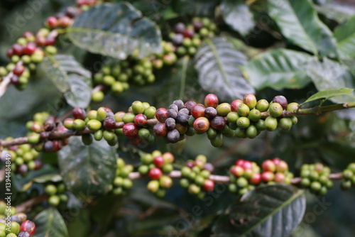 Coffee berries damage  with Disease drought in farm,selective focus.harvesting Robusta and arabica  coffee berries by agriculturist hands,arabica coffee berries on its branch, Disease concept.