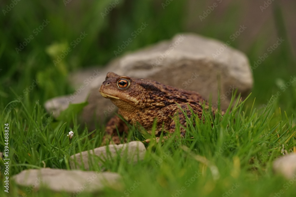 Obraz premium European toad (Bufo bufo) closeup view on spring garden. Due to human activities its rare to seen in wild nature.
