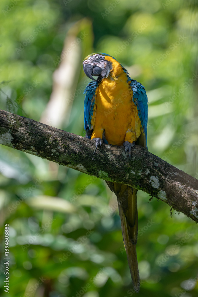 Portrait of sitting yellow breast Ara. (Ara ararauna).