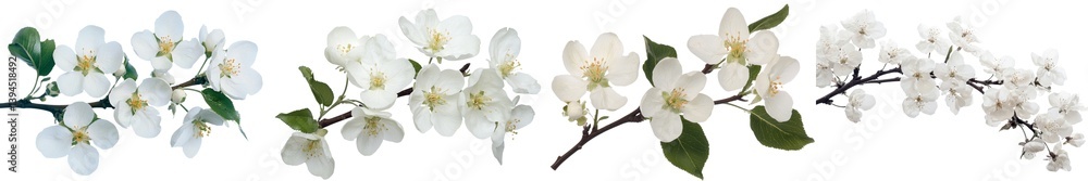 Fototapeta premium Isolated minimalist mockups of delicate white flowers against a clean background showcasing natural beauty and elegance