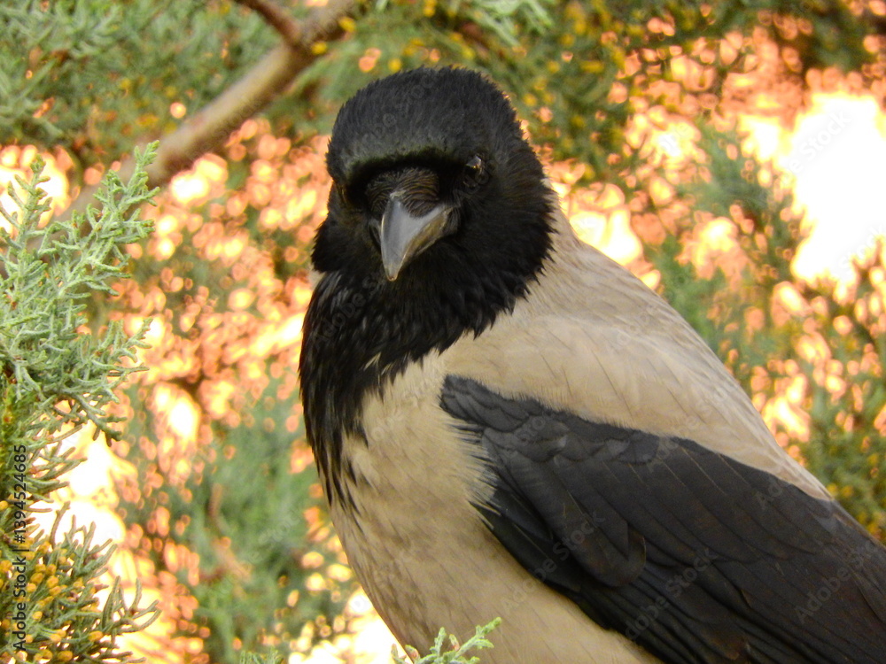 Obraz premium black big crow on tree photo
