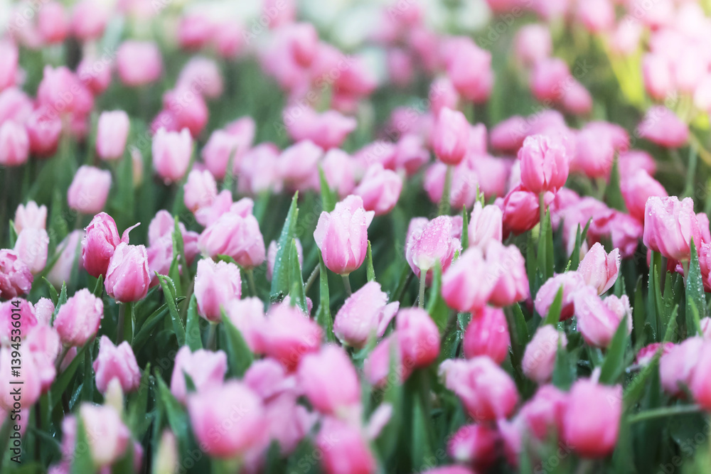 soft pink tulips in the garden. There are water droplets on it.
