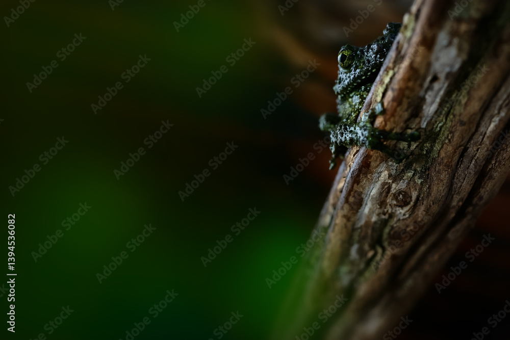 Vietnamese Mossy Treefrog or Ninja frog is hiding behind the tree and staring at you. Selective focus and copy space. Vietnamese Mossy Treefrog or Ninja frog is hiding behind the tree and staring at you. Selective focus and copy space.