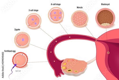 Diagram of early human embryonic development. Human embryogenesis. Ovulation. Fertilization, Zygote, 2-cell, 8-cell, Morula and Blastocyst.