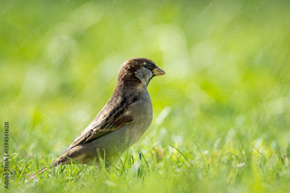 Close up of common house sparrow foraging in green grass Close up of common house sparrow foraging in green grass