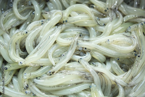 Фотография New Zealand West Coast Whitebait