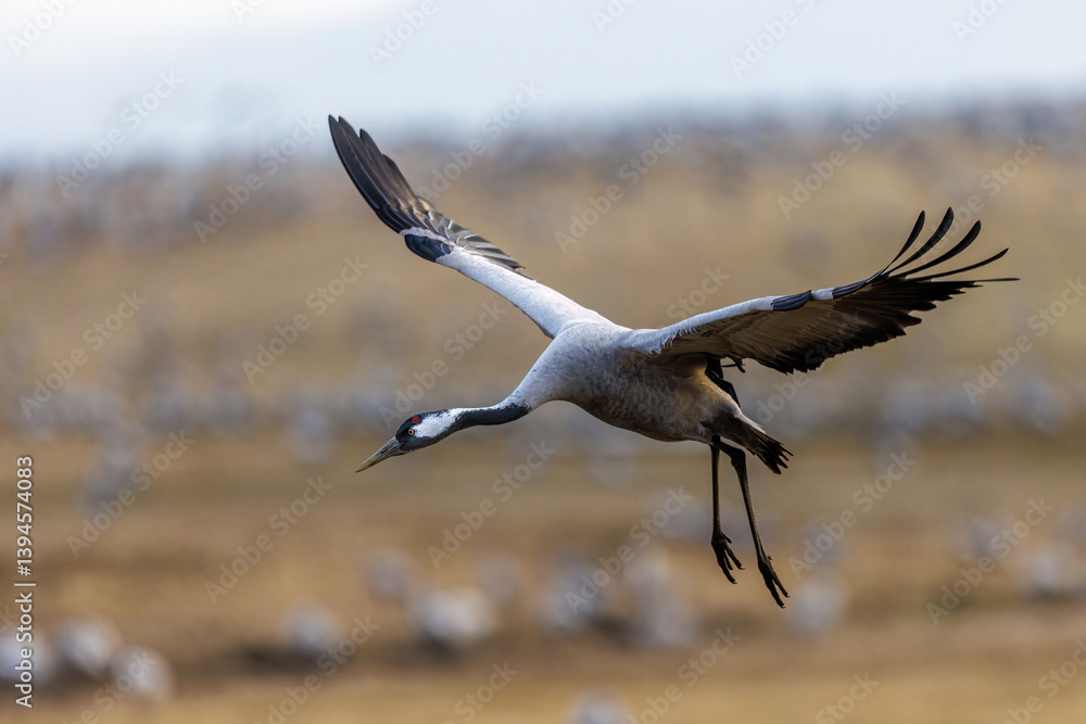 Obraz premium Kranich (Grus grus)