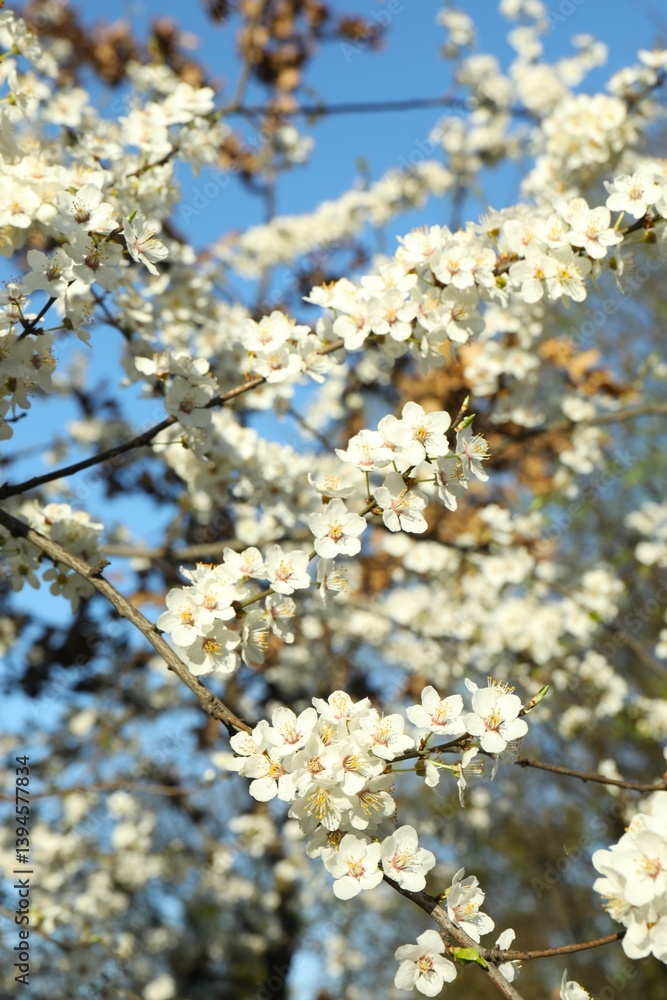 Spring blossoming trees with white flowers in the garden. Spring background Spring blossoming trees with white flowers in the garden. Spring background