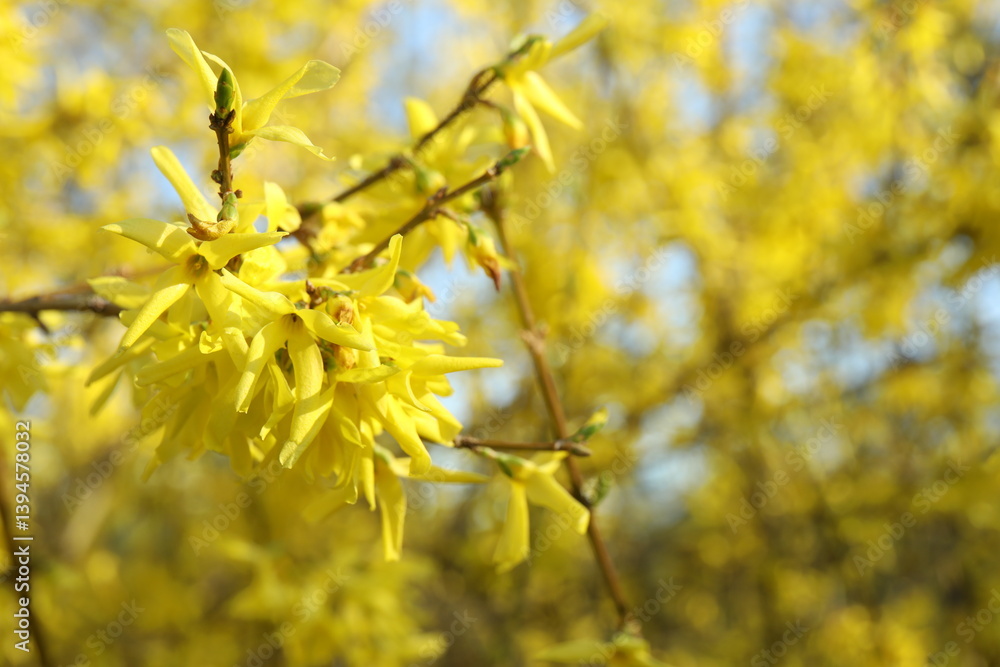 Forsythia bush, close up view Forsythia bush, close up view
