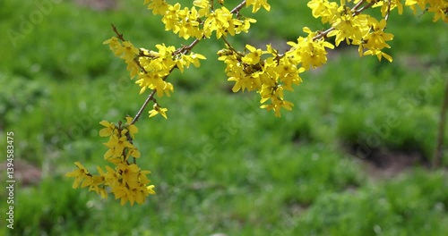 Forsythia flowers gently swaying in slow motion