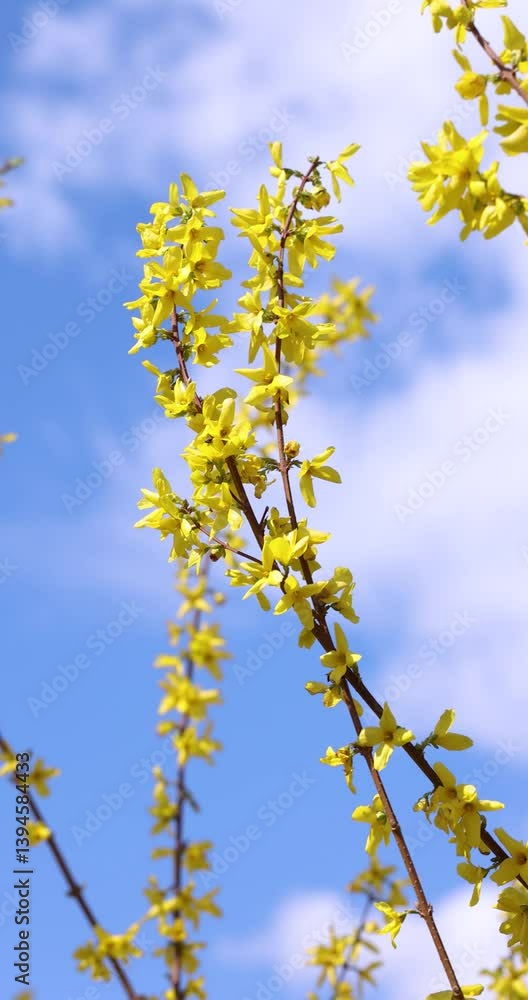 Forsythia branches swaying gently in slow motion Forsythia branches swaying gently in slow motion