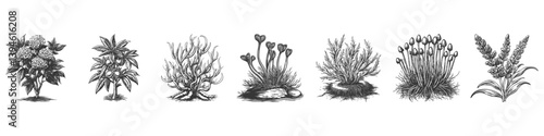 Vintage Botanical Plant Illustration Set. Diverse Flora And Foliage In Hand Drawn Sketch Style. Isolated Vector Illustration
