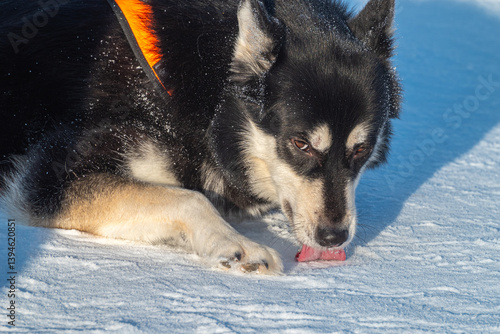 Lapponian Herder, this northern working dog is adapted to cold climates and used traditionally in reindeer herding. Intelligent, calm, and enduring companion in snowy landscapes.