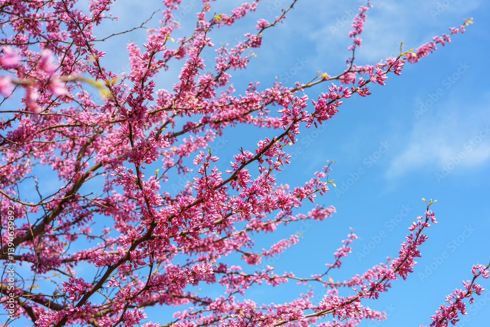 Flowering branch with purple flowers of Cercis canadensis or Judas tree against blue sky background. Decorative blooming plant for garden or public park, ornamental tree. Gardening, plant breeding Flowering branch with purple flowers of Cercis canadensis or Judas tree against blue sky background. Decorative blooming plant for garden or public park, ornamental tree. Gardening, plant breeding
