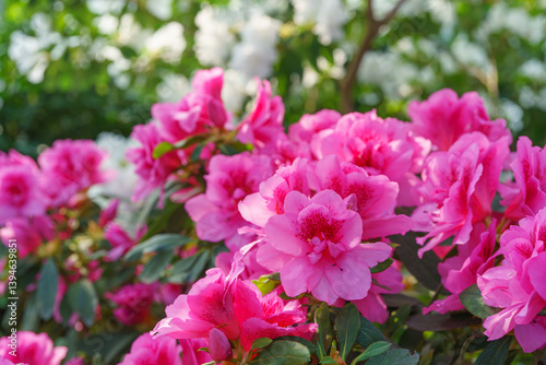 Wallpaper Mural Blooming pink japan Azalea Ericaceae bush, Geisha Purple, rhododendron flower macro, background. Evergreen decorative plant outdoor or in orangery in botanical garden. Gardeining, plant breeding Torontodigital.ca