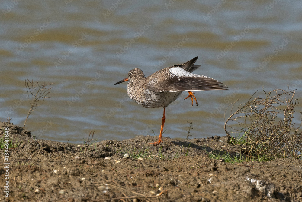 Chevalier gambette,.Tringa totanus, Common Redshank Chevalier gambette,.Tringa totanus, Common Redshank