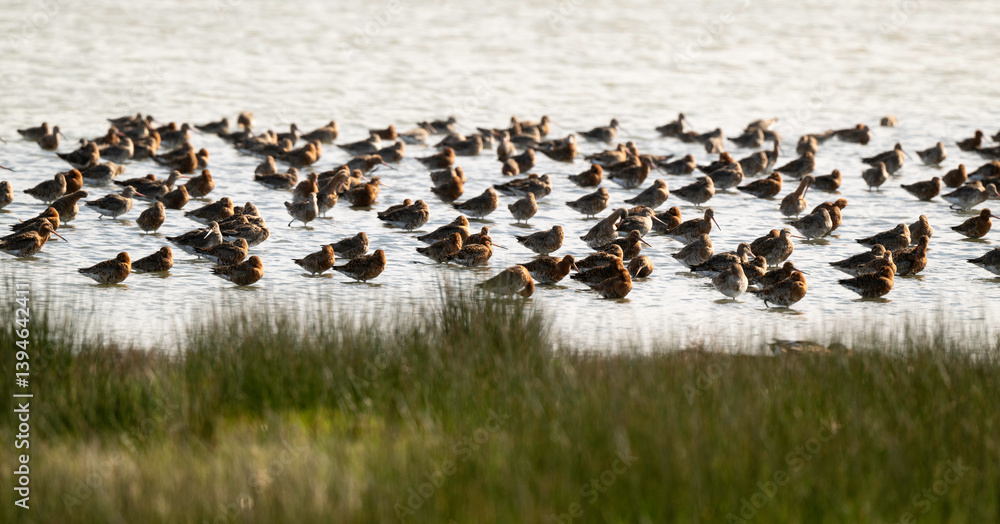Barge à queue noire,.Limosa limosa, Black tailed Godwit Barge à queue noire,.Limosa limosa, Black tailed Godwit