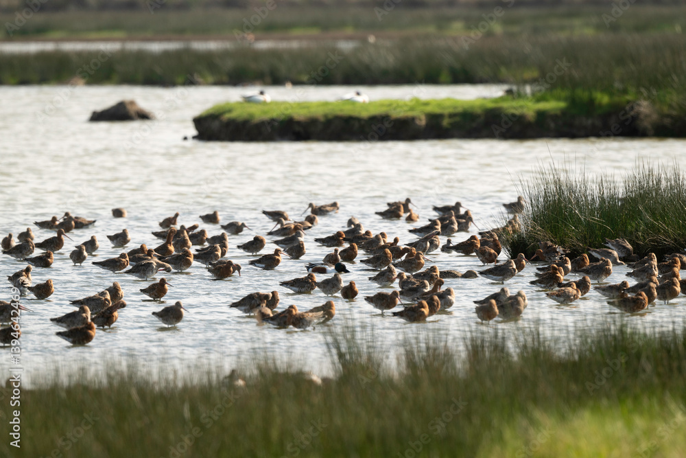 Barge à queue noire,.Limosa limosa, Black tailed Godwit Barge à queue noire,.Limosa limosa, Black tailed Godwit