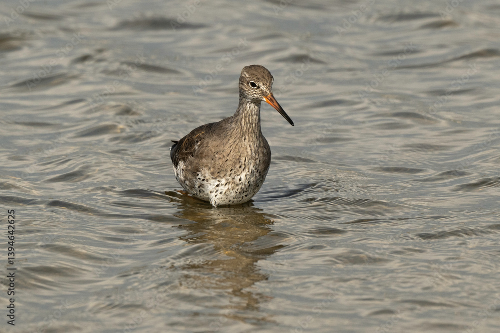 Chevalier gambette,.Tringa totanus, Common Redshank Chevalier gambette,.Tringa totanus, Common Redshank