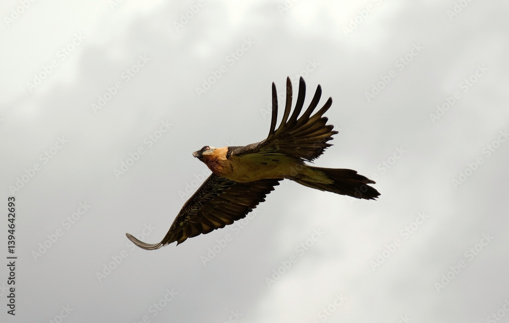 Obraz premium Gypaète barbu,.Gypaetus barbatus, Bearded Vulture