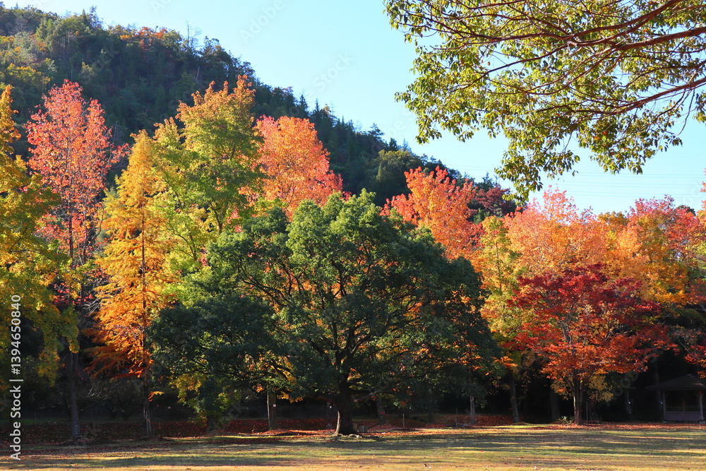 紅葉した木々の中に立つクスノキ 紅葉した木々の中に立つクスノキ