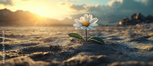 A small white flower is growing in the sand