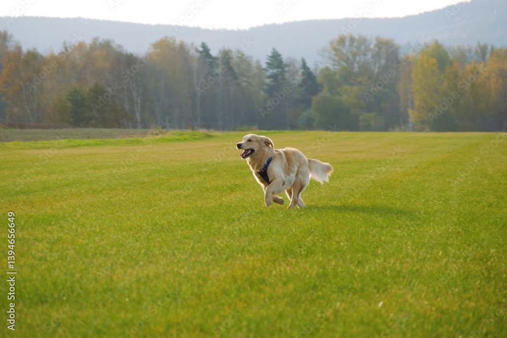 Fototapeta premium Happy golden retriever wearing a blue harness runs across a green field