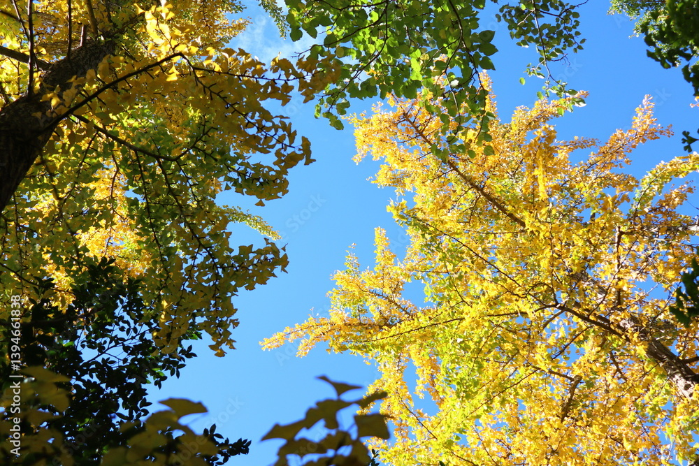 Fototapeta premium 空に透ける黄色いイチョウの木