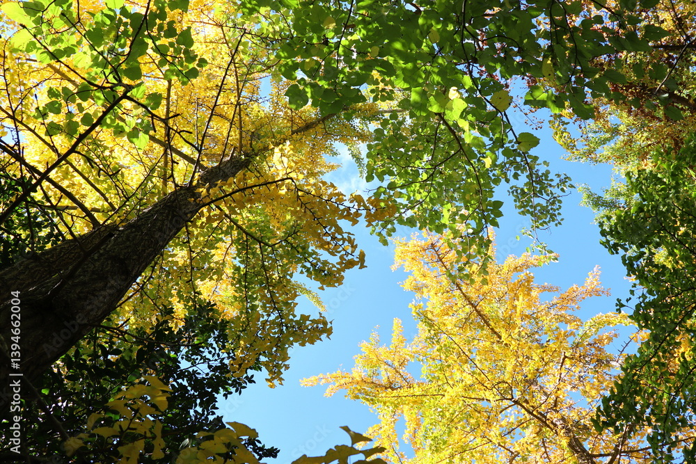 Obraz premium 空に透ける黄色いイチョウの木